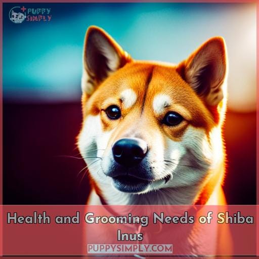 Health and Grooming Needs of Shiba Inus