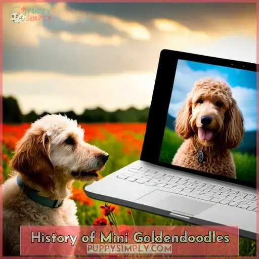 History of Mini Goldendoodles