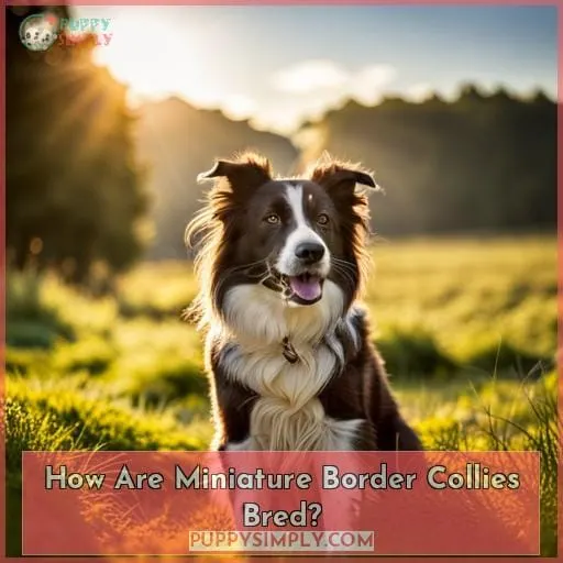 How Are Miniature Border Collies Bred