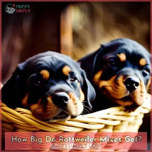 How Big Do Rottweiler Mixes Get