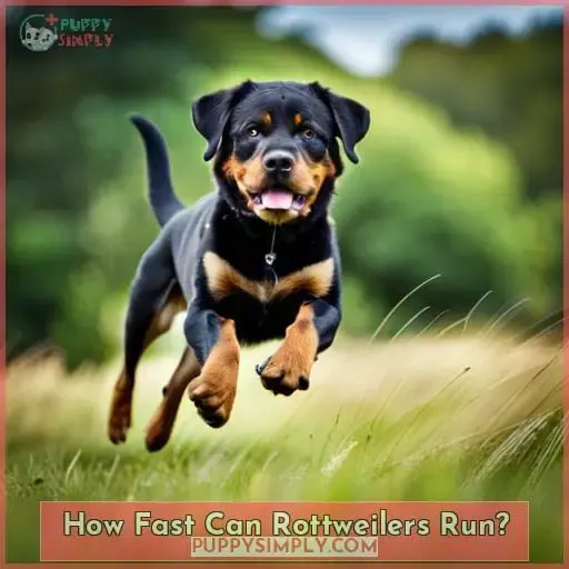 How Fast Can Rottweilers Run