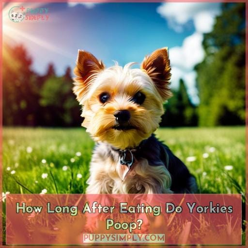 how long after eating do yorkies poop