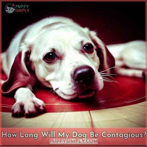 How Long Will My Dog Be Contagious