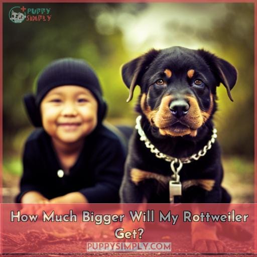 How Much Bigger Will My Rottweiler Get