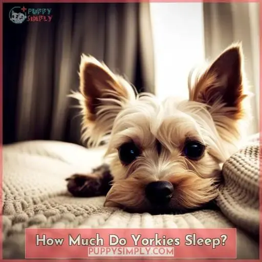 How Much Do Yorkies Sleep