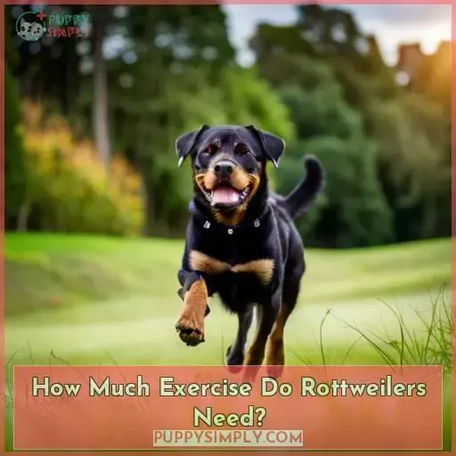 How Much Exercise Do Rottweilers Need