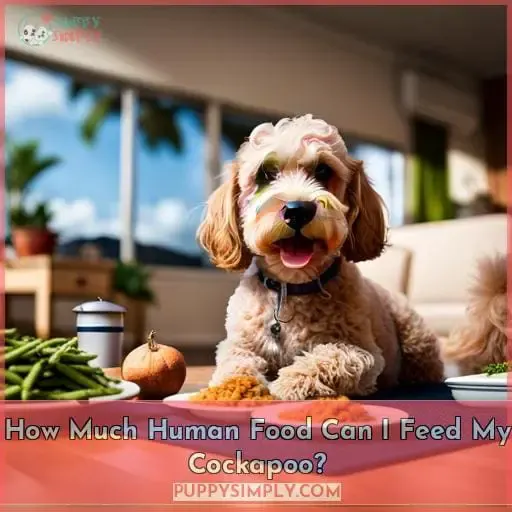 How Much Human Food Can I Feed My Cockapoo