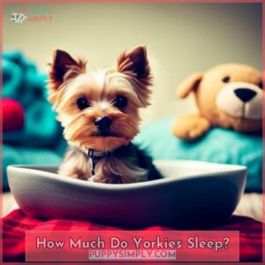 how much sleep does a yorkie puppy need explained