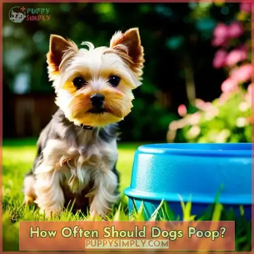How Often Should Dogs Poop