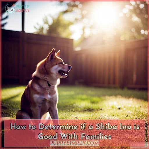 How to Determine if a Shiba Inu is Good With Families