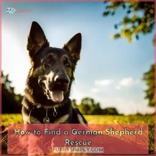 How to Find a German Shepherd Rescue