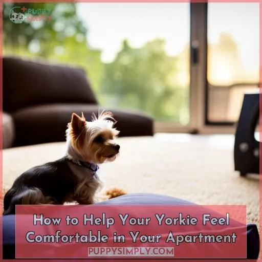 How to Help Your Yorkie Feel Comfortable in Your Apartment