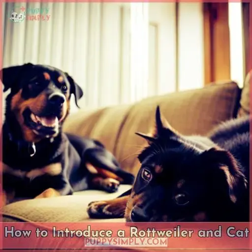 How to Introduce a Rottweiler and Cat