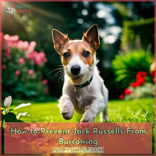 How to Prevent Jack Russells From Burrowing