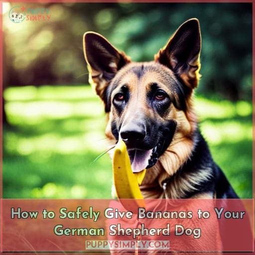 How to Safely Give Bananas to Your German Shepherd Dog