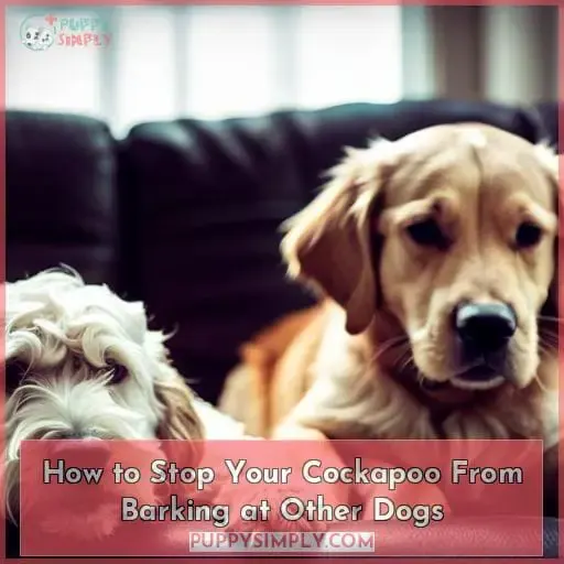 How to Stop Your Cockapoo From Barking at Other Dogs