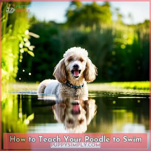 How to Teach Your Poodle to Swim
