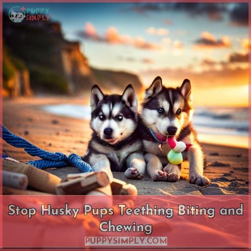 Stop Husky Pups Teething Biting and Chewing