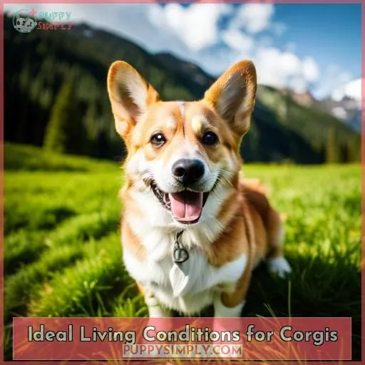 Ideal Living Conditions for Corgis
