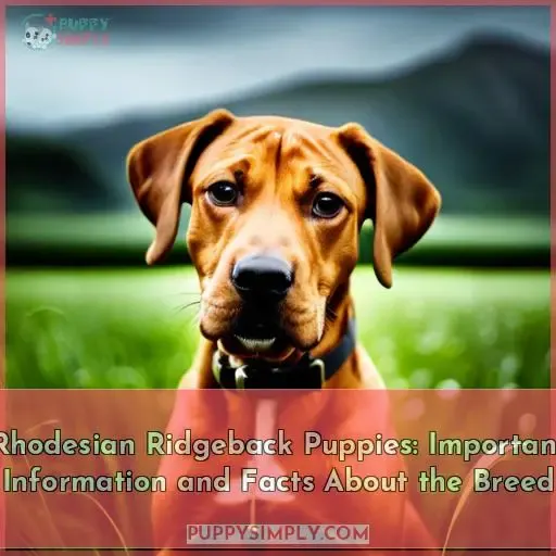 important information as well as facts about the rhodesian ridgeback puppy