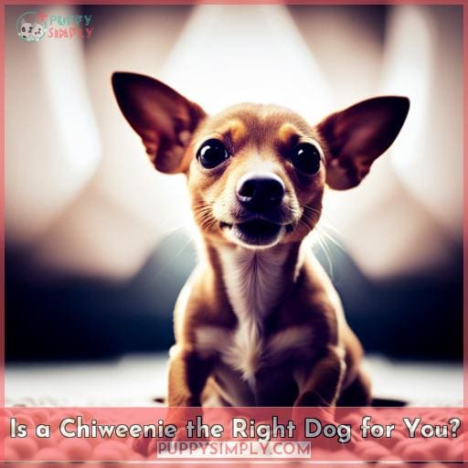 Is a Chiweenie the Right Dog for You