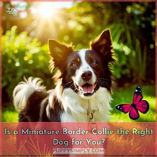 Is a Miniature Border Collie the Right Dog for You