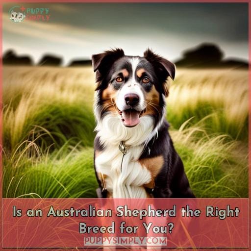 Is an Australian Shepherd the Right Breed for You