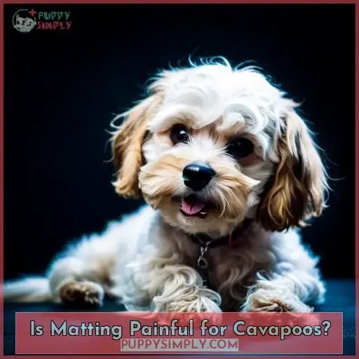 Is Matting Painful for Cavapoos