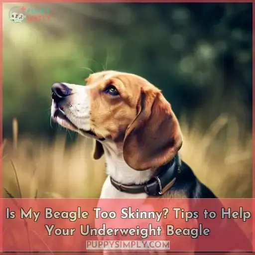 is my beagle too skinny