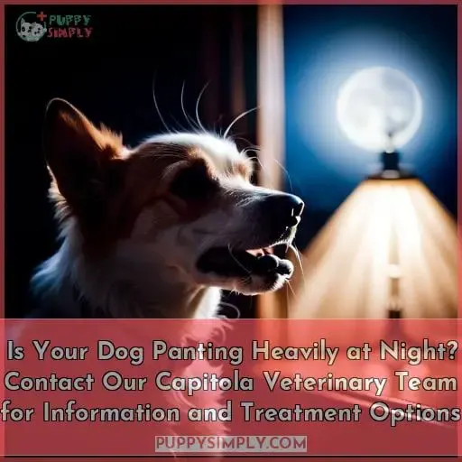 Is Your Dog Panting Heavily at Night? Contact Our Capitola Veterinary Team for Information and Treatment Options