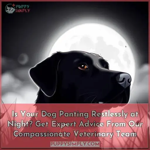 Is Your Dog Panting Restlessly at Night? Get Expert Advice From Our Compassionate Veterinary Team