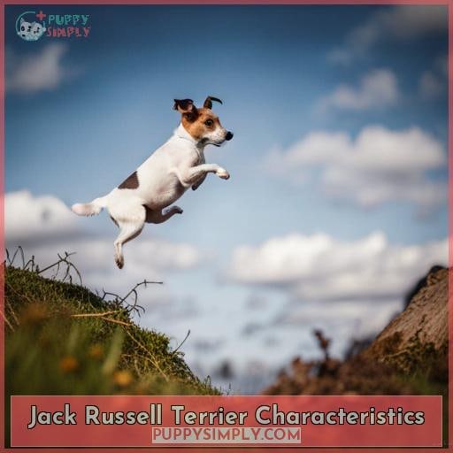 Jack Russell Terrier Characteristics