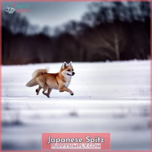 Japanese Spitz