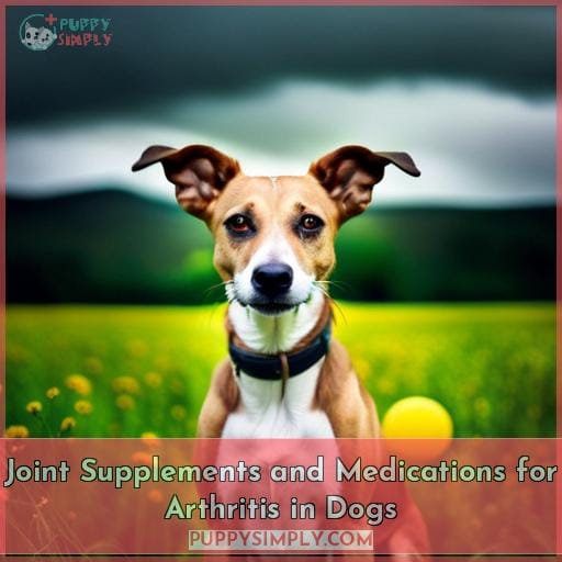 Joint Supplements and Medications for Arthritis in Dogs