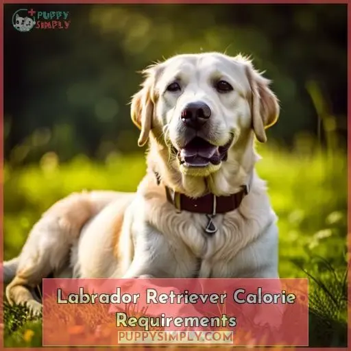 Labrador Retriever Calorie Requirements