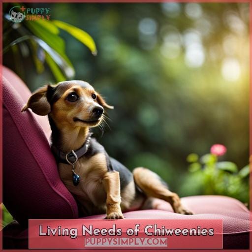 Living Needs of Chiweenies