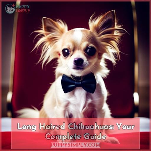 Long Haired Chihuahuas Your Complete Guide
