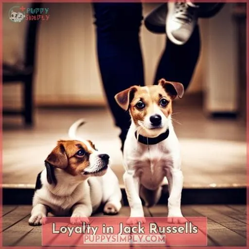 Loyalty in Jack Russells