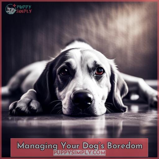 Managing Your Dog’s Boredom