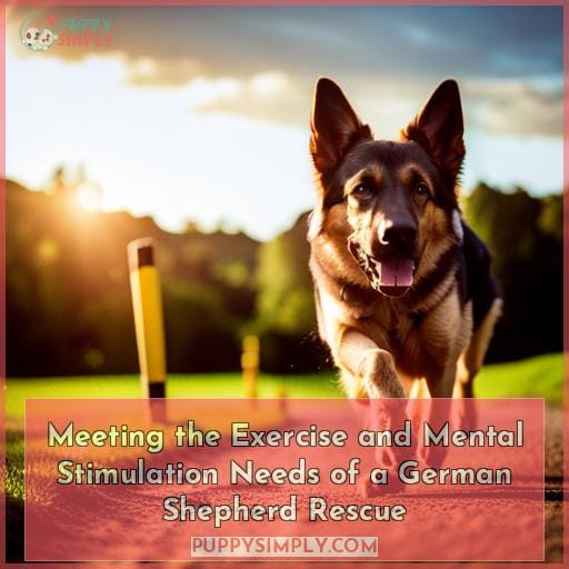 Meeting the Exercise and Mental Stimulation Needs of a German Shepherd Rescue