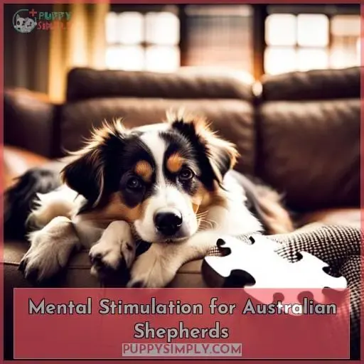 Mental Stimulation for Australian Shepherds