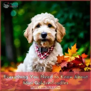mini goldendoodle