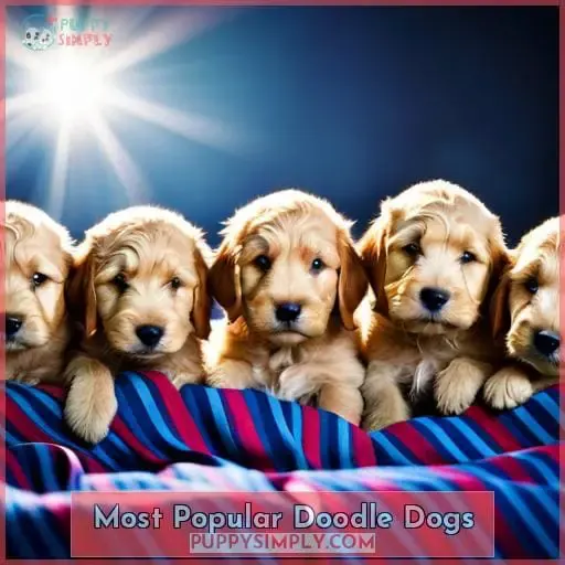 Most Popular Doodle Dogs