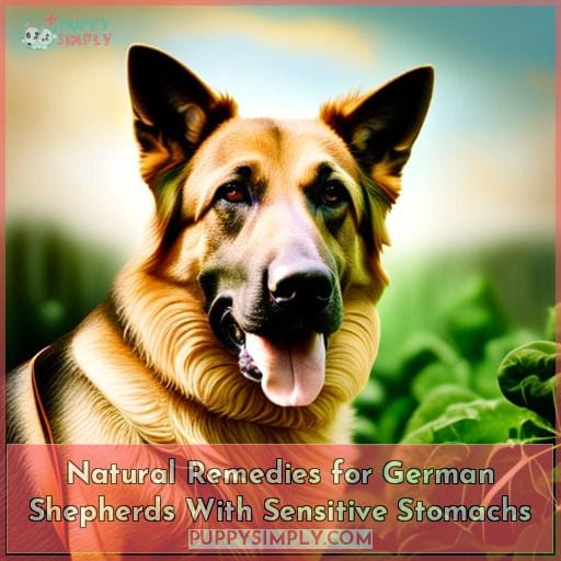 Natural Remedies for German Shepherds With Sensitive Stomachs