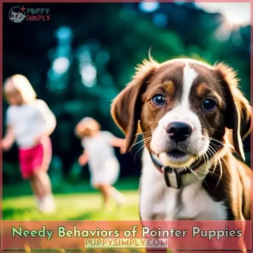 Needy Behaviors of Pointer Puppies