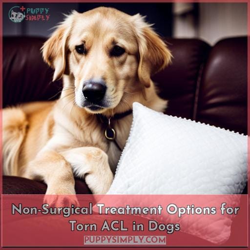 Non-Surgical Treatment Options for Torn ACL in Dogs