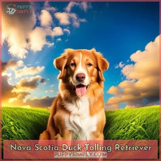 Nova Scotia Duck Tolling Retriever