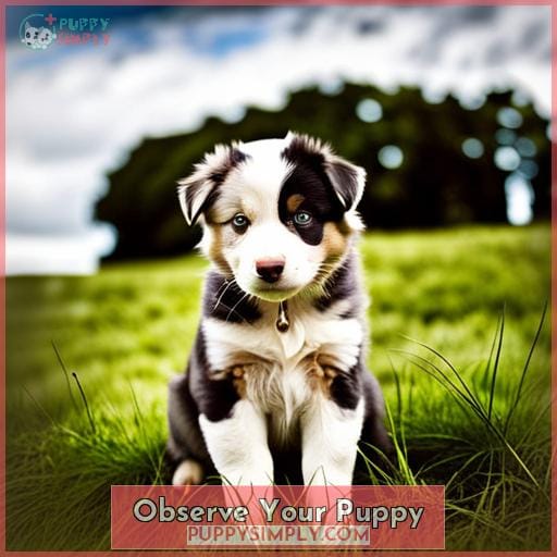 Observe Your Puppy