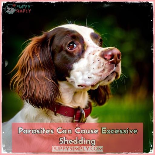Parasites Can Cause Excessive Shedding