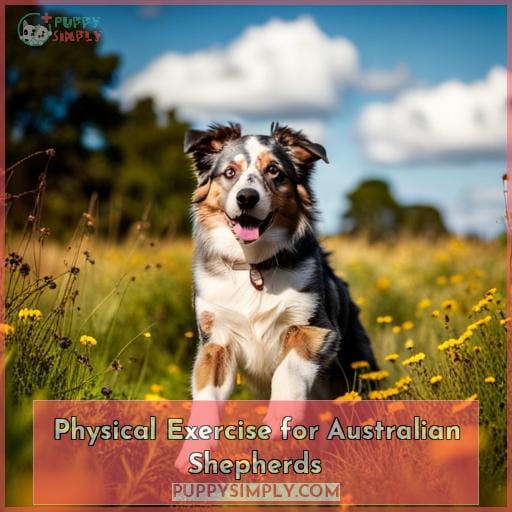 Physical Exercise for Australian Shepherds